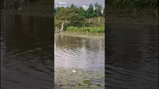 Aparición paranormal en un día de campo