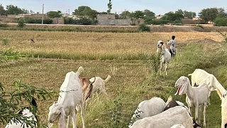 My village beautiful new pets farm video 16 april 24