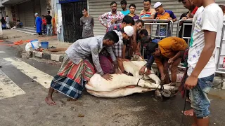 Biggest qurbani cow of Gramsico 2018. Shibbi bull qurbani in Dhaka Bangladesh.