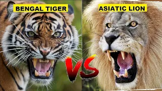 Bengal Tiger vs Asiatic Lion - Kaun Jeetega?