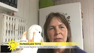 Papegojan Toto pratar göteborgska  - Nyhetsmorgon (TV4)