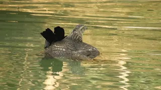 オオタカの幼鳥がカラスを捕らえて水に沈める！