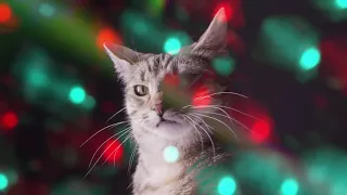 Кошачья дискотека [Meow mix]