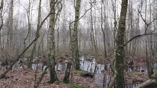 Rezerwat Świńskie Bagno.