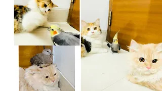 Cats playing with birds 🦜🐈 #cats #persiancat #birds #funnycats #catlover #birdslover  #catvideos