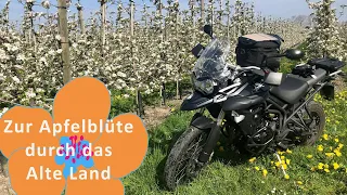 At apple blossom season by motorbike through the Alte Land in germany