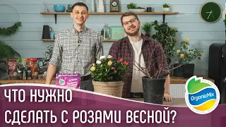 Уход за розами весной / Розы / Органик микс рассказывает про выращивание роз 16+