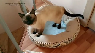 Тайский котик Калиостро уминает бортик лежанки! Тайские кошки   это чудо! Funny Cats