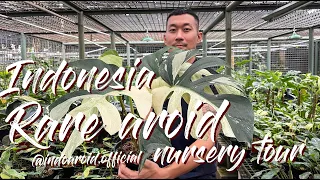 High-Quality Rare Aroids Nursery Tour In Indonesia @indoaroid.official