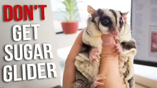 Don't Get a Sugar Glider Until You Watch This! | Reasons Not To Get a Sugar Glider