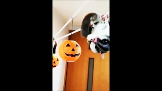 Funny & Cute Compilation  SUGAR GLIDERS Flying animal compilations,animal,compilation,funny,cute,
