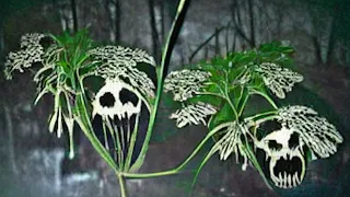 How Deadly Is Poison Hemlock When Ingested?