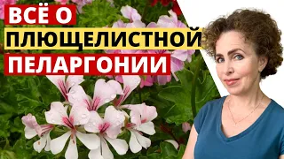 Плющелистная Пеларгония секреты и особенности ухода.