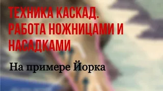 МАСТЕР-КЛАСС «СТРИЖКА ЙОРКШИРСКОГО ТЕРЬЕРА. ТЕХНИКА КАСКАД. РАБОТА НОЖНИЦАМИ И НАСАДКАМИ». Отрывок.