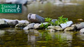 Calming Stream | Gentle River Sounds for Relaxing