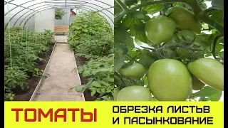 КАК ПРАВИЛЬНО ОБРЕЗАТЬ ЛИСТЬЯ НА ТОМАТАХ И ПАСЫНКОВАТЬ