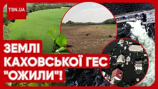 😨 "ЗЕМЛЯ ПОД НОГАМИ ЗАТРЯСЛАСЬ!" Каховське водосховище: що відбувається через рік після підриву ГЕС?