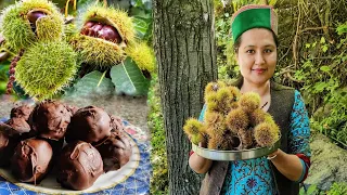 || Chestnut Picking(Chestnut Chocolate Balls Recipe) Kinnaur HP||