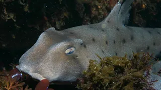 Facts: The Horn Shark