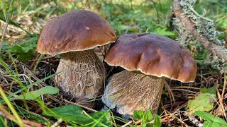 Cèpes en folie ! 🤩 Week-end champignons du 17 et 18/09/22 .