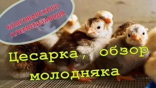 Цесарка, обзор молодняка // Невиданный зверь:) // Мое хозяйство