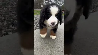 Bernese Mountain Dog Puppy | New Puppy | Cute Dog Videos