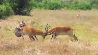 Leopard Attack On Two Fighting Impala Very Dangerous Moment On Camera ! Wild Animals Video #animals