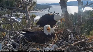 Jackie chases away an immature stranger FOBBV CAM Big Bear Bald Eagle Live Nest Cam 1  / Cam 2