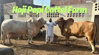 Haji Papi Cattle Farm Multan Heavy Bachry Or Bachriyan. @SSTvs