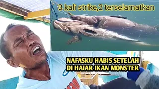 🛑#VIRAL||MANCING DAPAT IKAN KERAPU RAKSASA DUA EKOR,HANYA SEORANG DIRI.