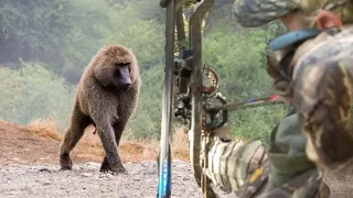 صيد قردة البابون 🐒بإستخدام القوس والسهم. Baboon  Monkey hunting using arrow and bow| बंदर का शिकार