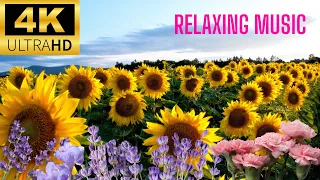 Most beautiful flowers | 4K HDR 60fps films | Dolby Version Relaxing Music