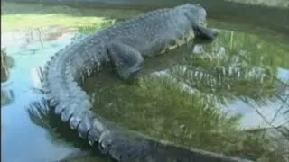 Lolong, the world's largest crocodile dies