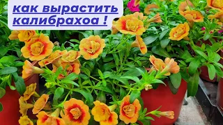 Как вырастить красивую и здоровую КАЛИБРАХОА ! Мой небольшой опыт.