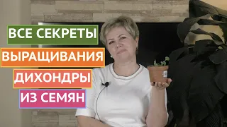 ДИХОНДРА ВЗОШЛА! ЧТО ДЕЛАТЬ ДАЛЬШЕ!