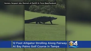 'That Is A Monster': Golfers Surprised By Enormous Alligator In Florida