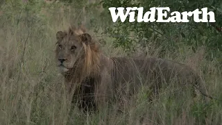 WildEarth - Sunrise  Safari - 27 March 2022