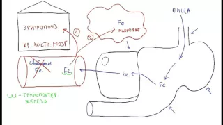 Железодефицитная анемия - ч.1