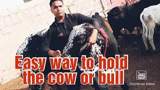 How to hold or grip any kind of cow or bull