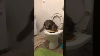 Приучаем кошку ходить в туалет на унитаз))