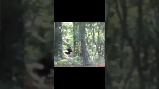 Bigfoot Sighting!! Wait Until It Stands Up! Georgia Forest #shorts #bigfoot