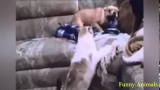 best funny compilation animals(MAY 2014)