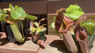 Unboxing my Nepenthes from Exotica Plants!