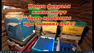 ЗИМОВКА ПЧЁЛ В КОНЦЕ ФЕВРАЛЯ, НА ЧТО УДЕЛИТЬ ВНИМАНИЕ ДЛЯ ЛУЧШЕЙ ЗИМОВКИ