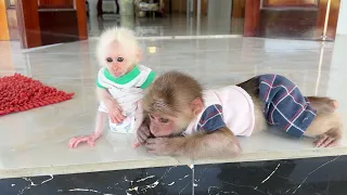 So cute! Baby monkeys SinSin and ZiZi lay waiting for Dad to come home