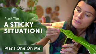 EWWW! What's That STICKY Stuff on my Plants? — Ep 204