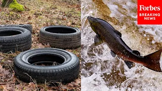 Congress Examines Whether Toxic Chemicals From Tires Are Killing Endangered Salmon