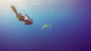 Oceanic Whitetip Shark at Elphinstone - Marsa Alam - Egypt