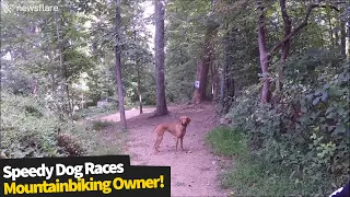 Now That's A Fast Dog! This dog loves racing alongside her mountain biking owner.
