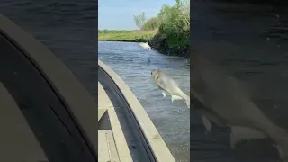 Hit by Asian carp